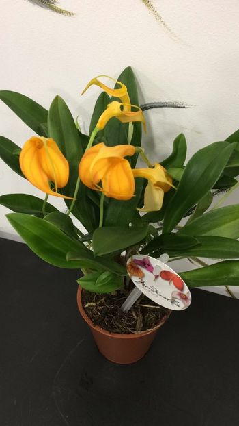 19C61CAB-1A41-4F8E-8B41-C0EC5445DDAB - Masdevallia