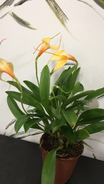 96948149-33A0-4FB6-9D75-7A6A0857A87D - Masdevallia