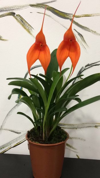 25DECC17-9445-41A3-85F7-49506B4A14A2 - Masdevallia
