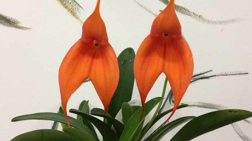 A7F88D35-E64E-4DC6-8C95-EB7F4AACD8A9 - Masdevallia