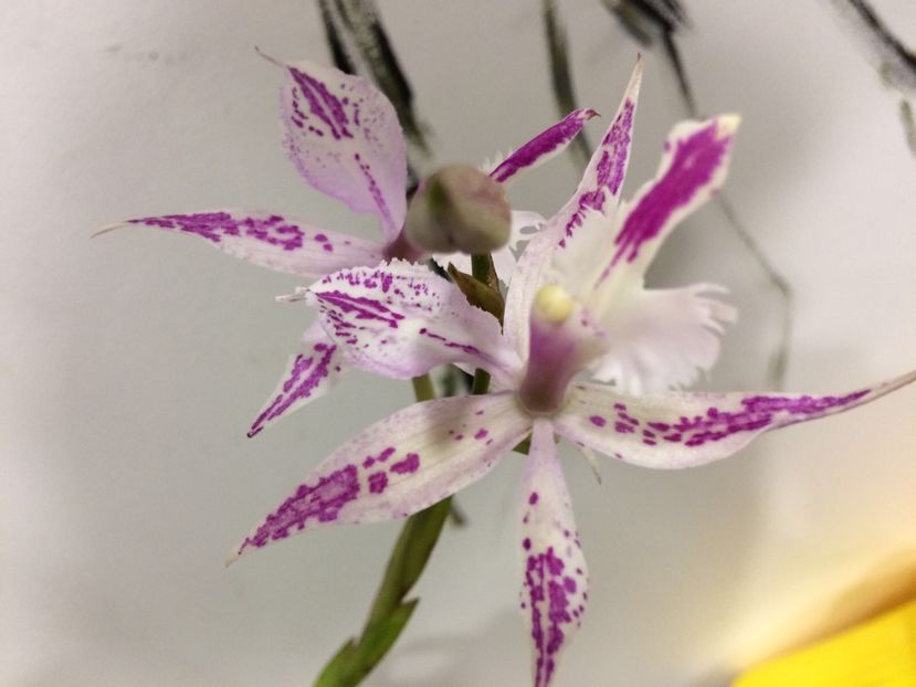 731292AD-2280-4CFE-8A11-A2A1915CB601 - Epidendrum