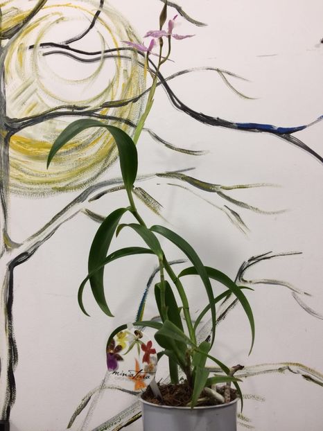 78B13396-5DAB-42AC-9654-776C7F1C68D7 - Epidendrum