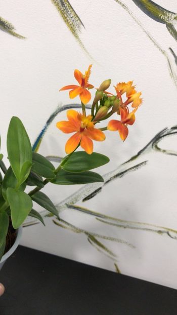 1E598E7D-7AB4-4D4C-BB35-F9F062575BE5 - Epidendrum