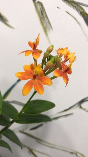 2A1E0506-D677-4446-B29A-8BE887055856 - Epidendrum