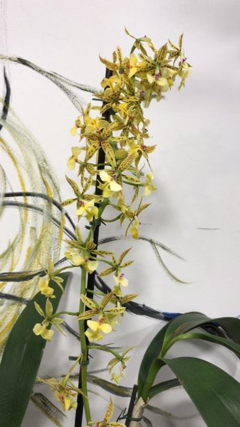 7491752D-173C-43DA-B3EB-ABD8927A9B1B - Epidendrum