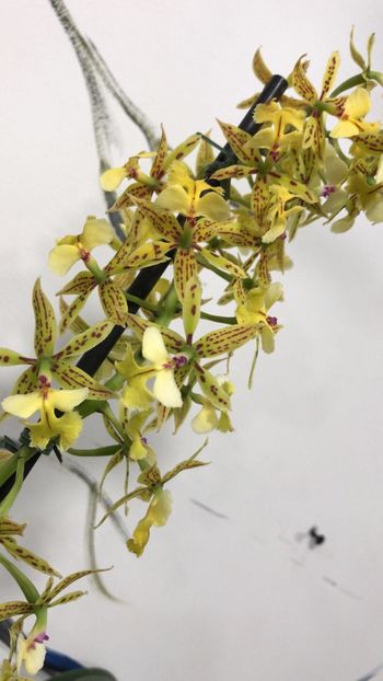585DBF64-73C1-484D-8BCC-9077A39944A5 - Epidendrum