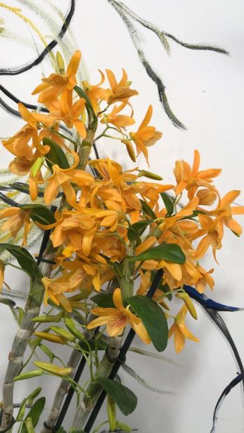 4D4C5DAD-9C7D-41A7-BB2F-E628214BD599 - Dendrobium