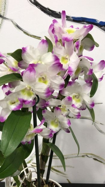 2F0EAE01-E166-461D-B52F-8265F2293AF2 - Dendrobium