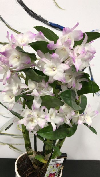 DAF5C318-0761-419B-BB71-8CDC6649F27B - Dendrobium