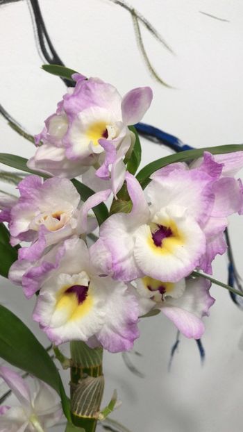 C0CE600D-0217-46DA-BB4A-EF27F2015B03 - Dendrobium
