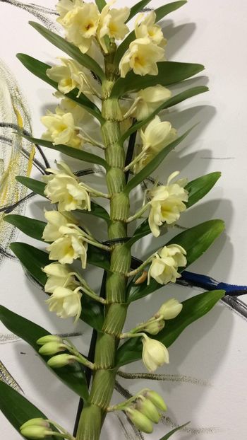 5A7A527B-A523-40A3-ADD8-CB3A5499400E - Dendrobium