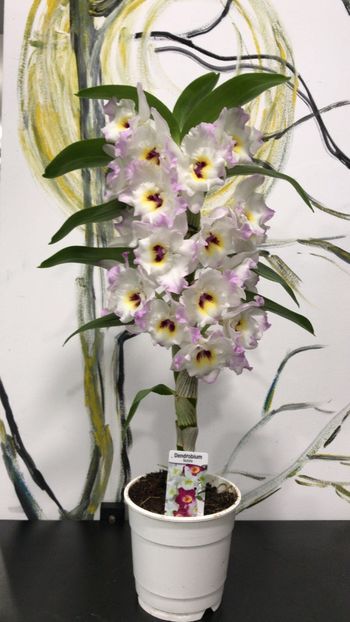 61258EE6-33B9-469E-B2AD-82FB81394DB6 - Dendrobium