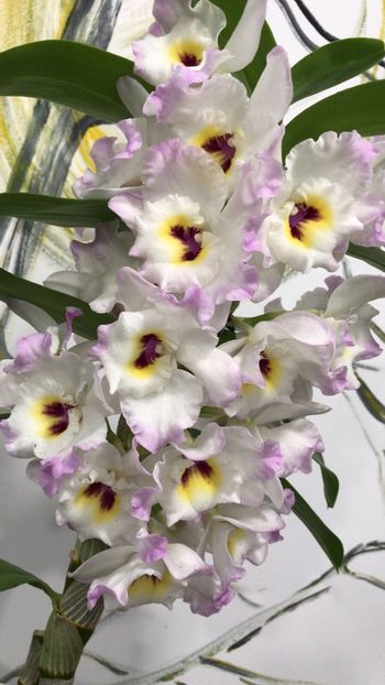 6FD29F68-4665-411F-AA7E-E50A979ED11D - Dendrobium