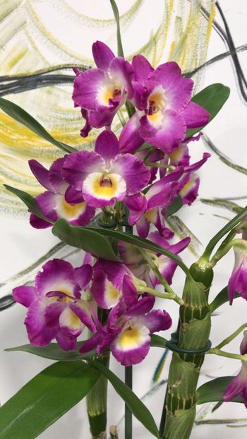 44A5F42B-F91A-43E4-88B2-980900C57412 - Dendrobium