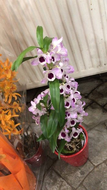 7294DF37-B221-49B5-835E-23C281D0481F - Dendrobium