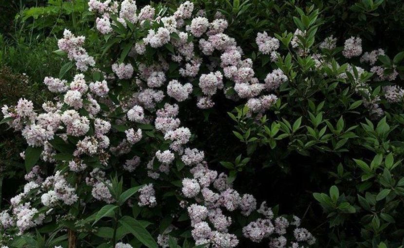 deutzia-hybrida-pink-pom-pom-20 - ARBUSTI DE VANZARE  1