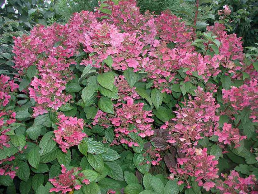 hydrengea paniculata early sensation 35 - HORTENSII