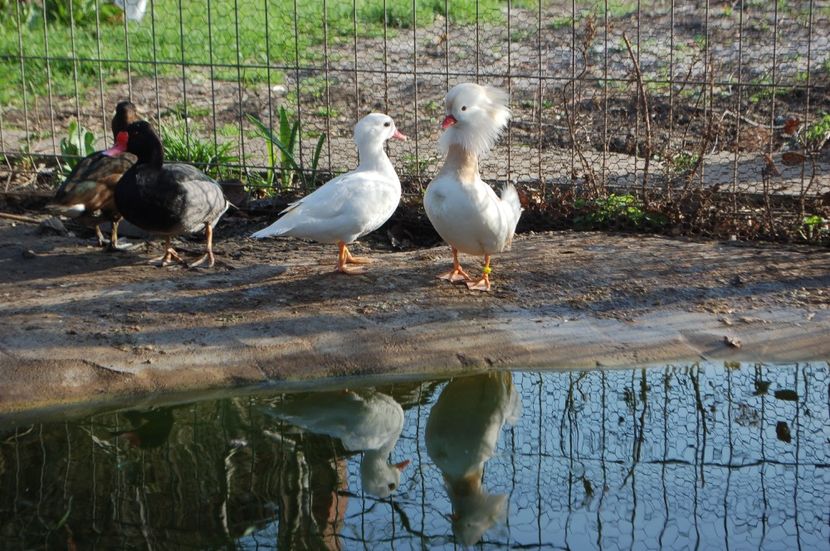  - Rata mandarin albă