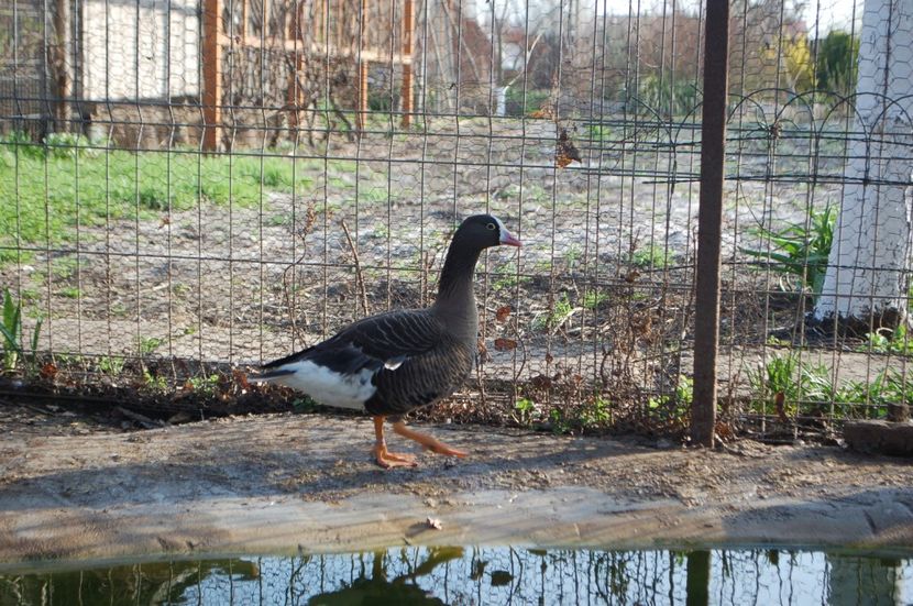  - Gaste Garlite Mici - Anser Erythropus