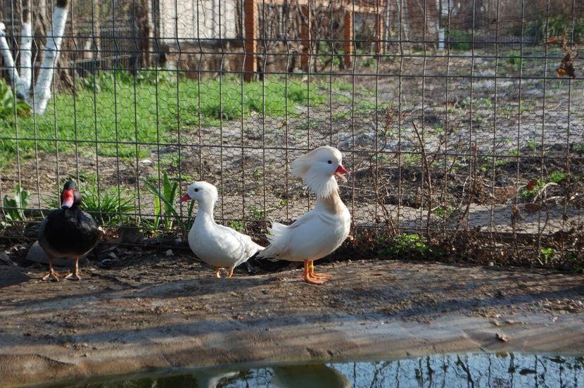  - Rata mandarin albă