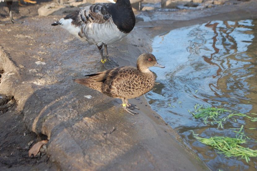  - Rata Castanie - Anas Castanea