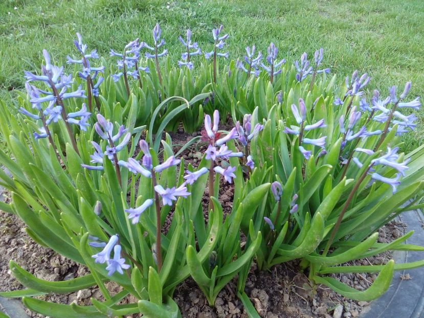  - AAAAA_PRIMAVARA_VARA 2018