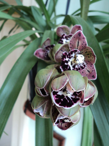 aprilie 2018 - Cymbidium curgator Vogel s Magic Waikanae