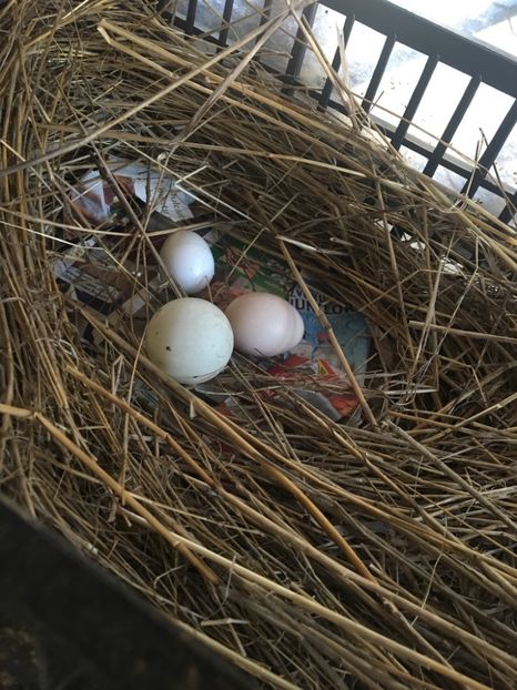 Paște fericit! - Fazani Auriu pe Roșu