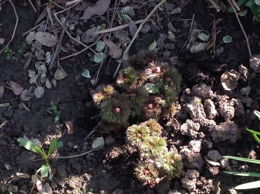  - Bujori de Stepa paeonia tenuifolia rubra plena