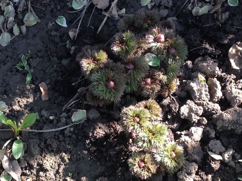  - Bujori de Stepa paeonia tenuifolia rubra plena