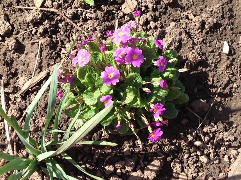  - Primule de gradina 2018