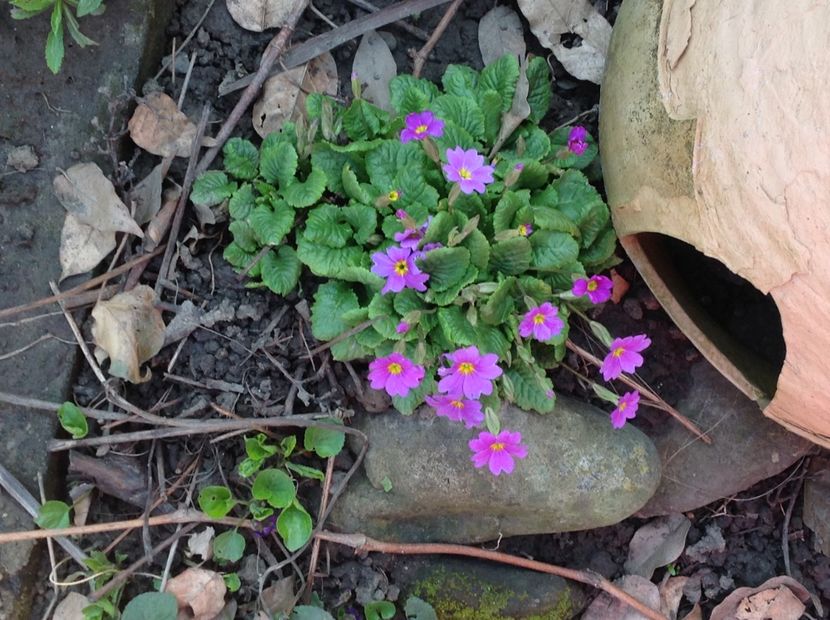  - Primule de gradina 2018