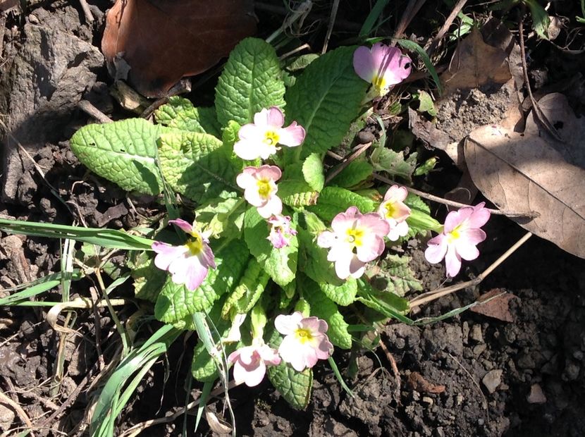  - Primule de gradina 2018