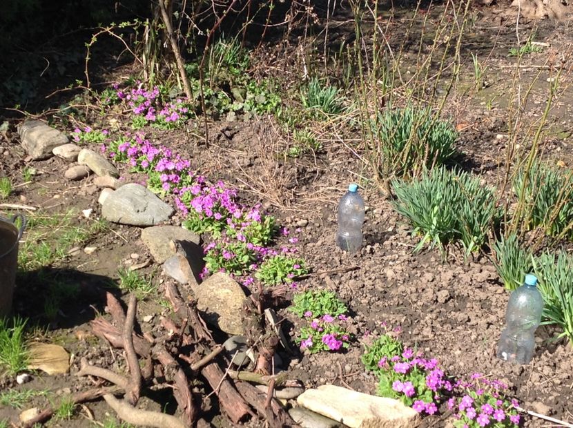  - Primule de gradina 2018