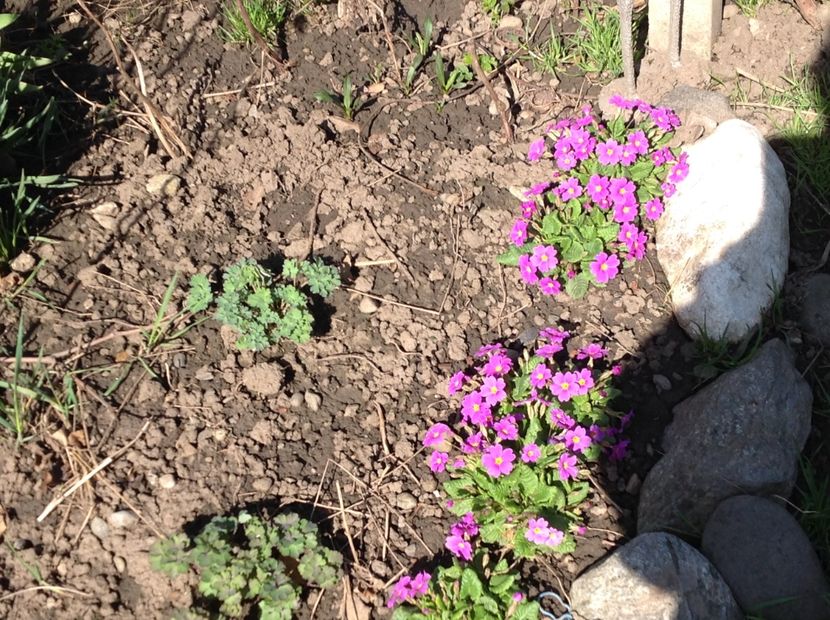  - Primule de gradina 2018