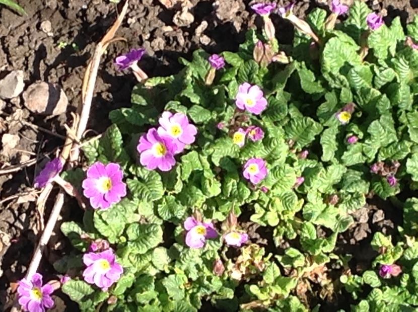  - Primule de gradina 2018