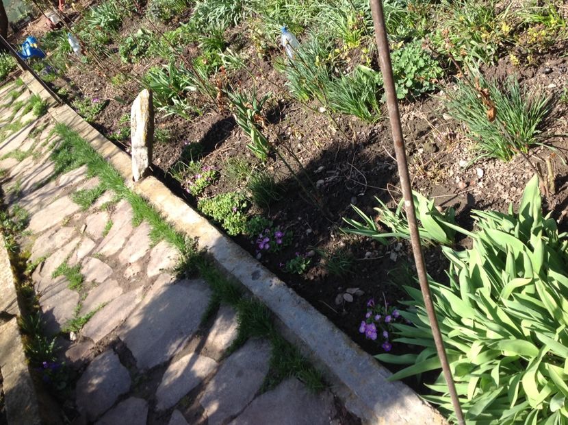  - Primule de gradina 2018