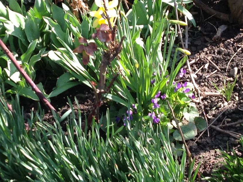  - Gradina feb 2018 un inceput de nou sezon