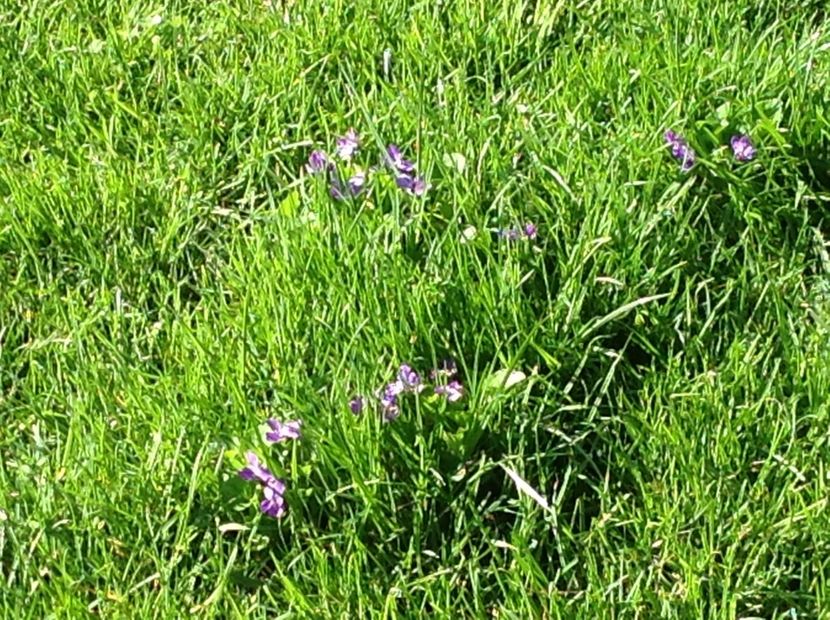  - Gradina feb 2018 un inceput de nou sezon