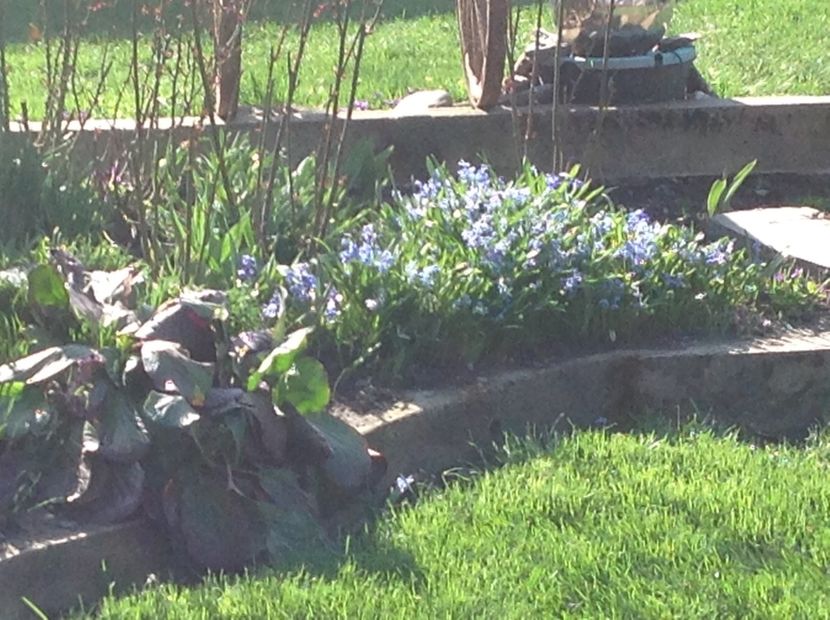  - Gradina feb 2018 un inceput de nou sezon