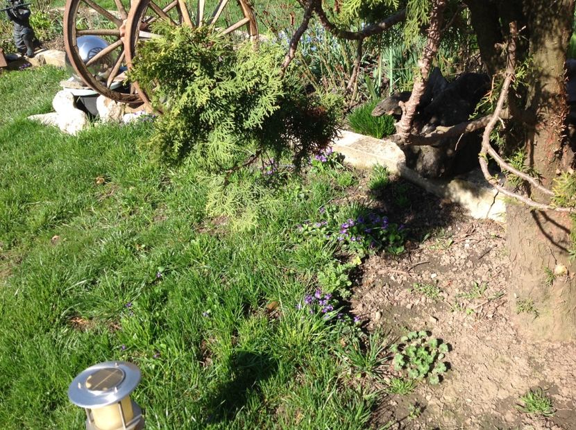  - Gradina feb 2018 un inceput de nou sezon