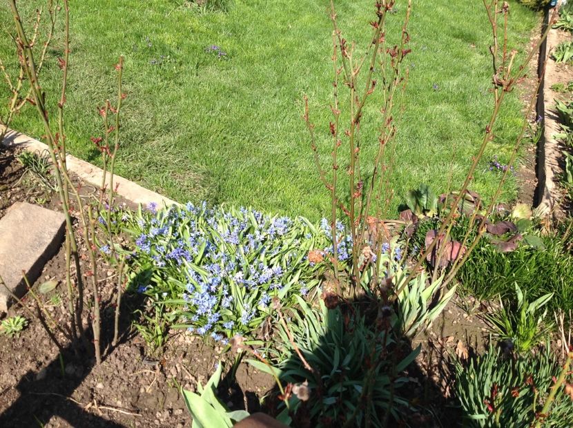  - Gradina feb 2018 un inceput de nou sezon