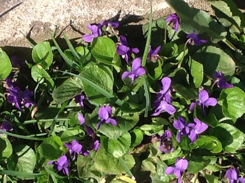  - Gradina feb 2018 un inceput de nou sezon