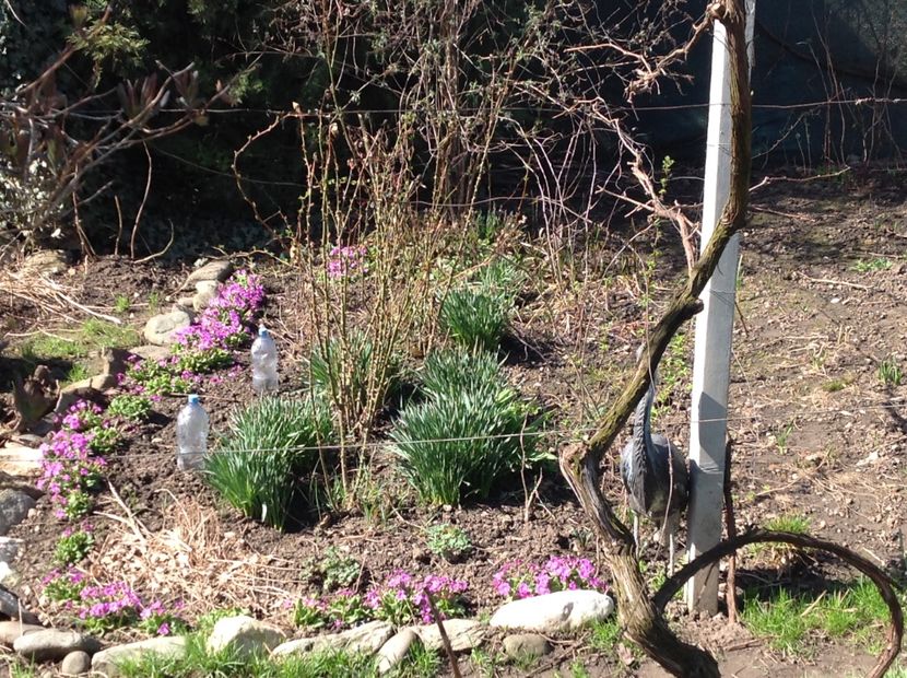  - Gradina feb 2018 un inceput de nou sezon