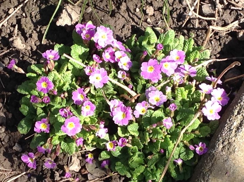  - Gradina feb 2018 un inceput de nou sezon