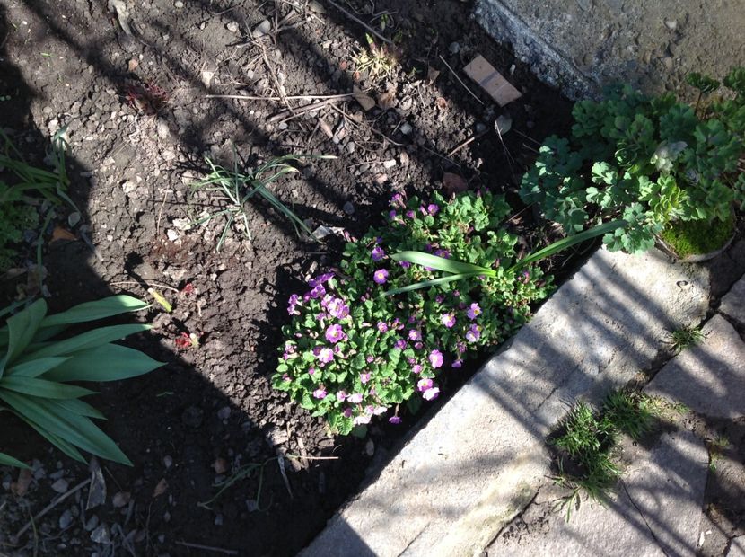  - Gradina feb 2018 un inceput de nou sezon