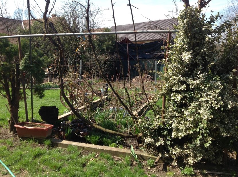  - Gradina feb 2018 un inceput de nou sezon