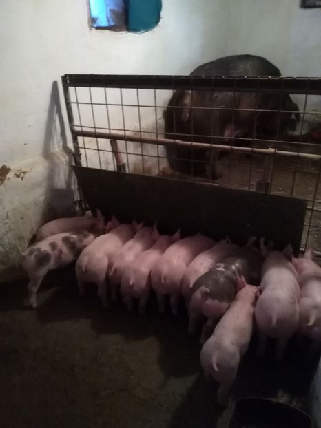  - Fătarea Nr 3 Pietrain marele alb