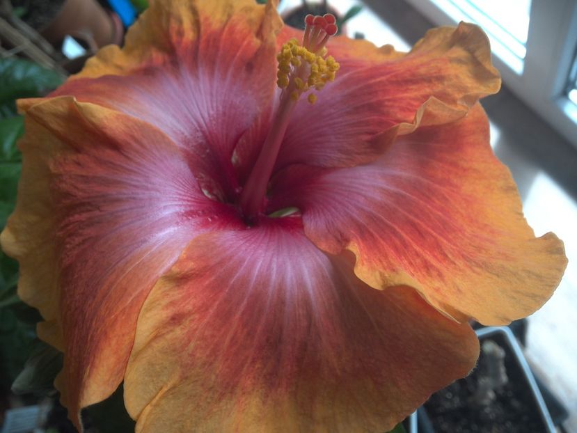 WIN_20180408_112011 - Taiwan Amanda