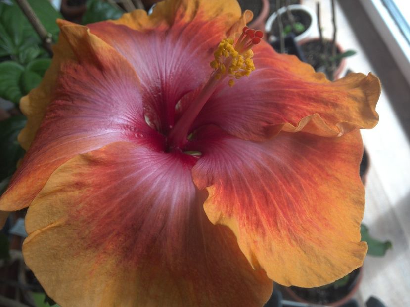 WIN_20180408_112054 - Taiwan Amanda